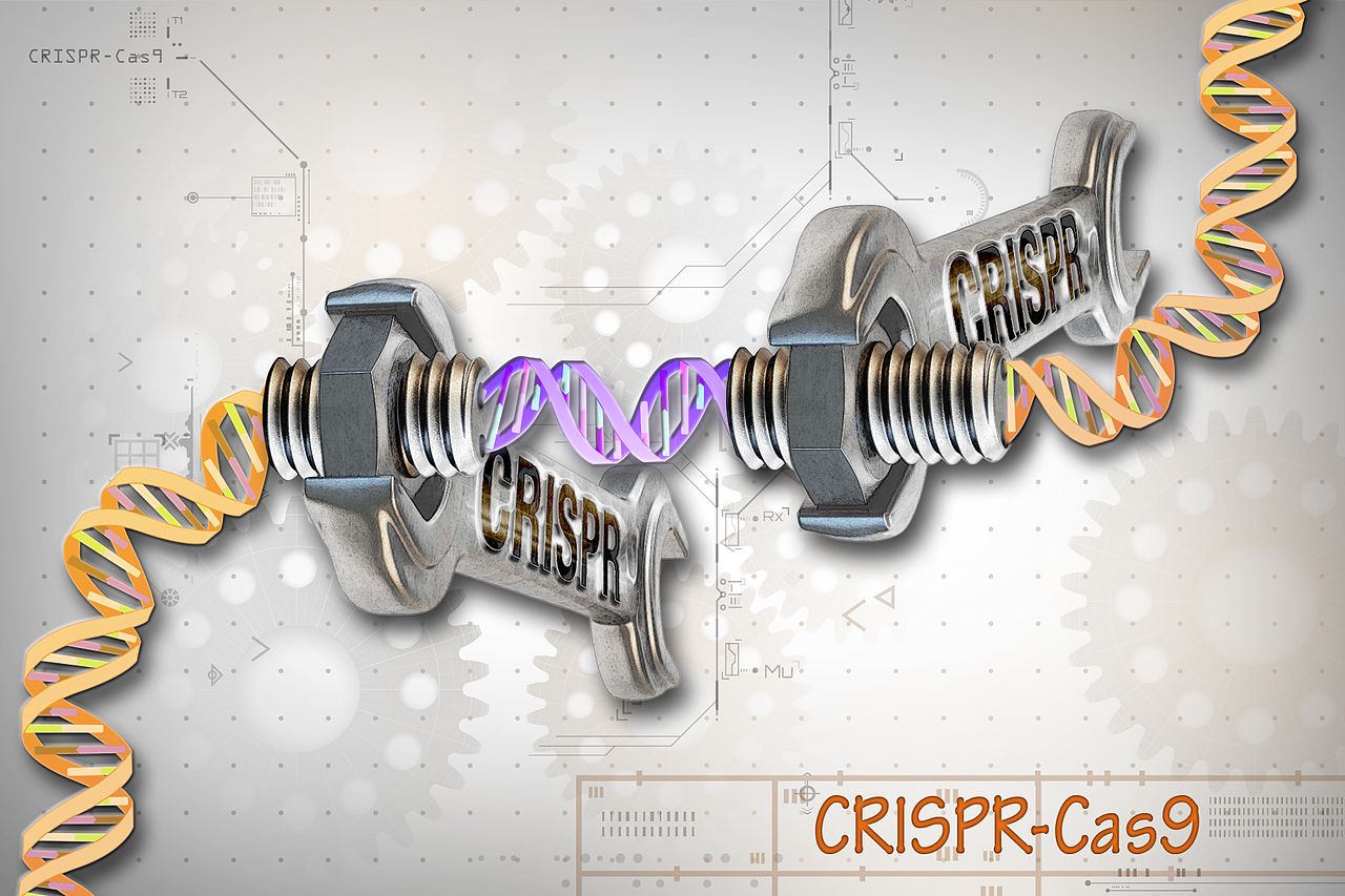 CRISPR-Cas9 je přizpůsobitelný nástroj, který vědcům umožňuje stříhat a vkládat malé kousky DNA na přesně daná místa podél řetězce DNA. Nástroj se skládá ze dvou základních částí: proteinu Cas9, který funguje jako klíč, a specifických RNA vodítek, CR