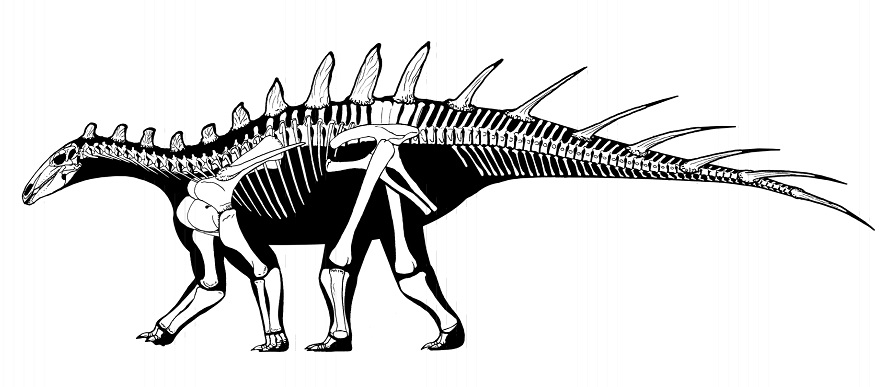 Kosterní diagram stegosaurida druhu Dacentrurus armatus, jednoho z vývojově nejbližších příbuzných nového marockého stegosaura. Dacentrurus byl však asi o 15 milionů let mladší a žil v období pozdní jury na území současné západní Evropy. Kredit: Jaim