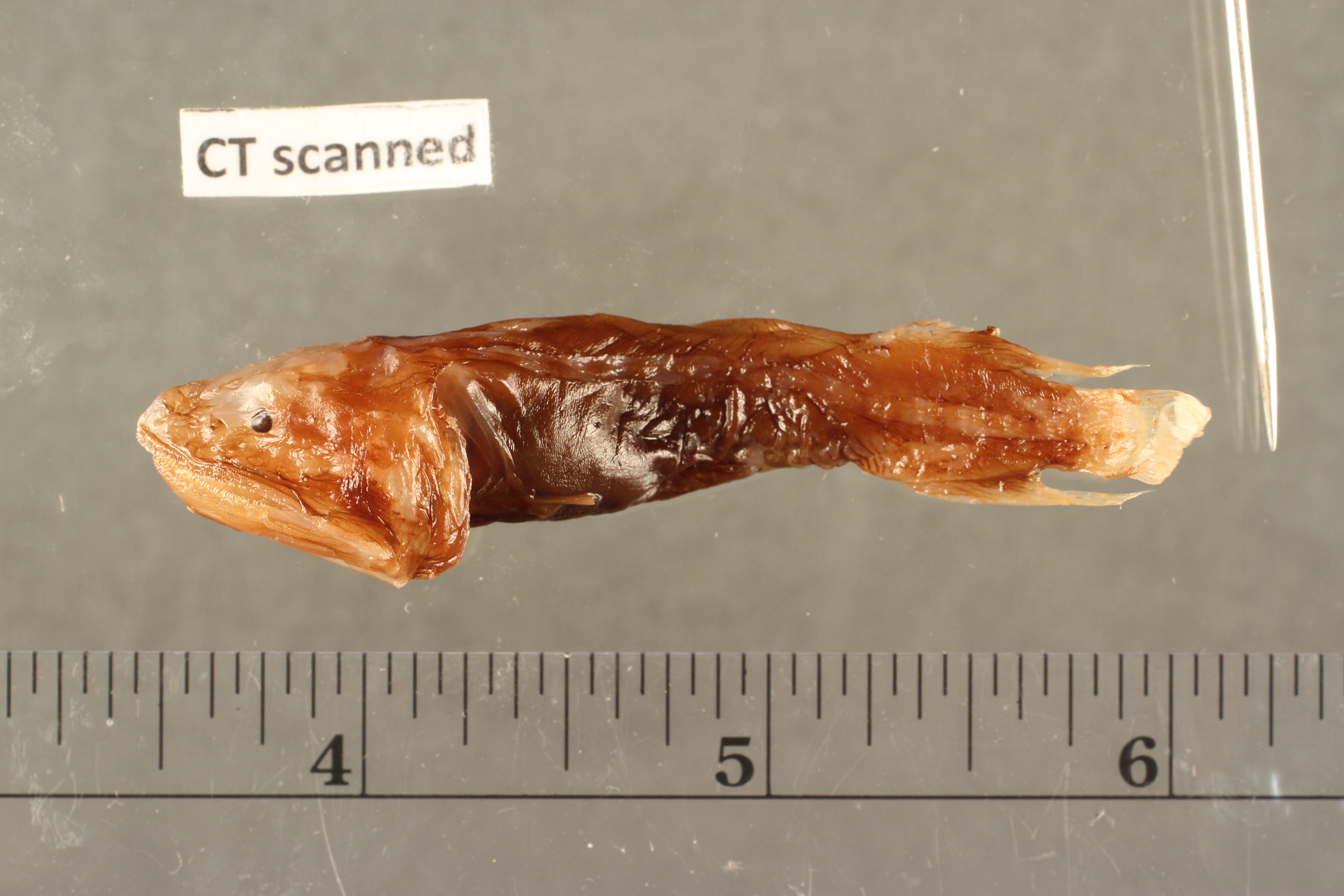 U děrovce oceánského (Danacetichthys galathenus) zabírá mozek jen pět procent mozkovny. Zdroj: UF FLMNH Ichthyology