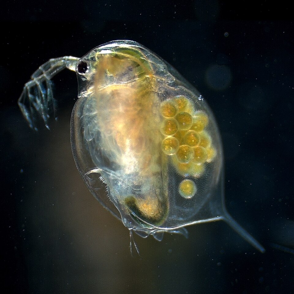 Perloočky by udržely zelené řasy na uzdě. Kredit: Hajime Watanabe, (2011), PLoS Genetics, Wikimedia Commons, CC BY-SA 4.0.
