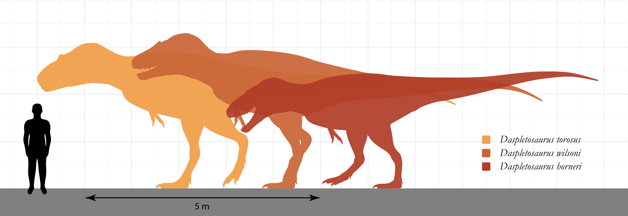 Velikostní porovnání tří známých druhů rodu Daspletosaurus. Největší dosud objevení zástupci tohoto velkého až obřího tyranosaurida patrně dosahovali délky až 11 metrů a hmotnosti přes 4000 kilogramů. Kredit: SlvrHwk; Wikipedia (CC BY-SA 4.0)
