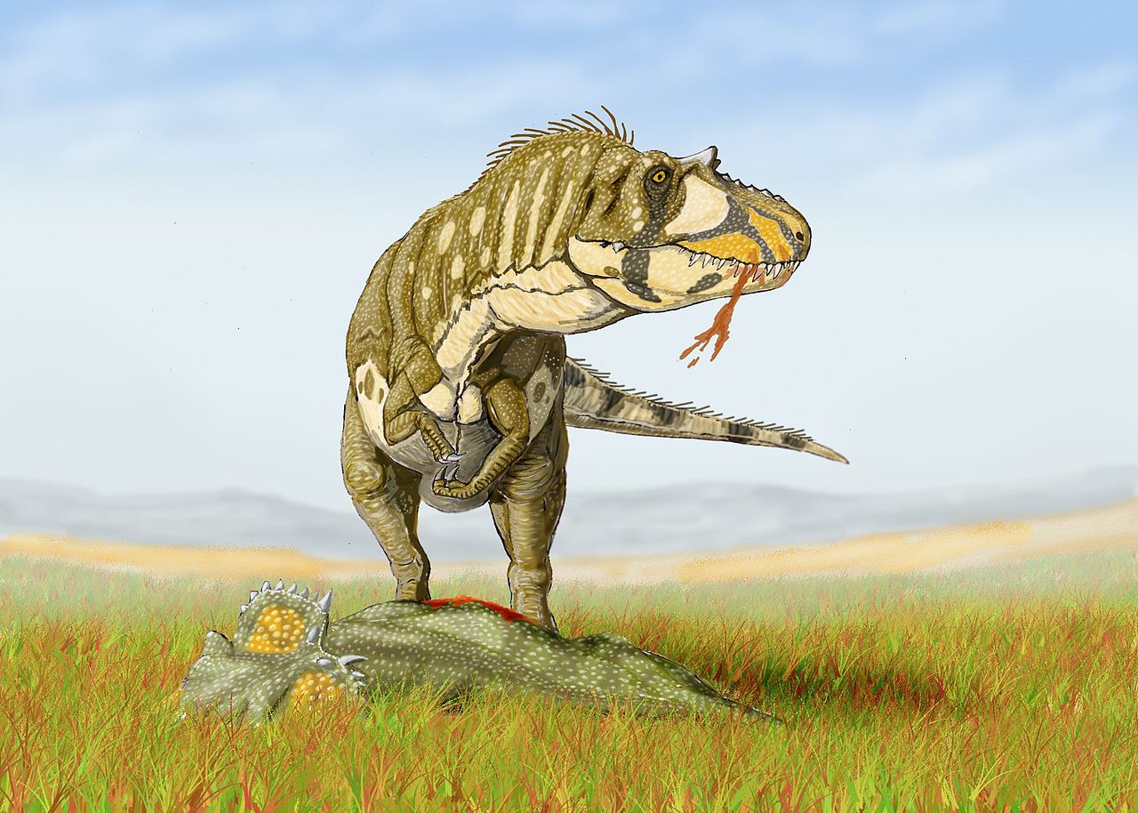 Umělecká představa o podobě daspletosaura, pojídajícího mrtvého ceratopsida. D. torosus byl zřejmě dostatečně robustní a silný, aby dokázal úspěšně zaútočit i na středně velké rohaté dinosaury (např. rody Coronosaurus, Chasmosaurus, Albertaceratops a