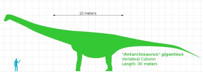 Přibližné velikostní srovnání dospělého exempláře druhu Antarctosaurus giganteus a dospělého člověka. Je zřejmé, že tento asi 30 metrů dlouhý kolos z Argentiny patřil do první desítky největších dnes známých sauropodů. Kredit: Slate Weasel, Wikipedie