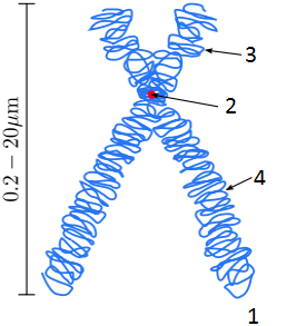 Tak se vÄ›tĹˇinou popisuje stavba chromozomu 1 = chromatida, 2 = centromera, 3 = krĂˇtkĂ© ramĂ©nko, 4 = dlouhĂ© ramĂ©nko. O obalu z jinĂ©ho materiĂˇlu ani ĹĄuk. (Kredit: Magnus Manske, Wikipedia,  licence 3.0 Unported)