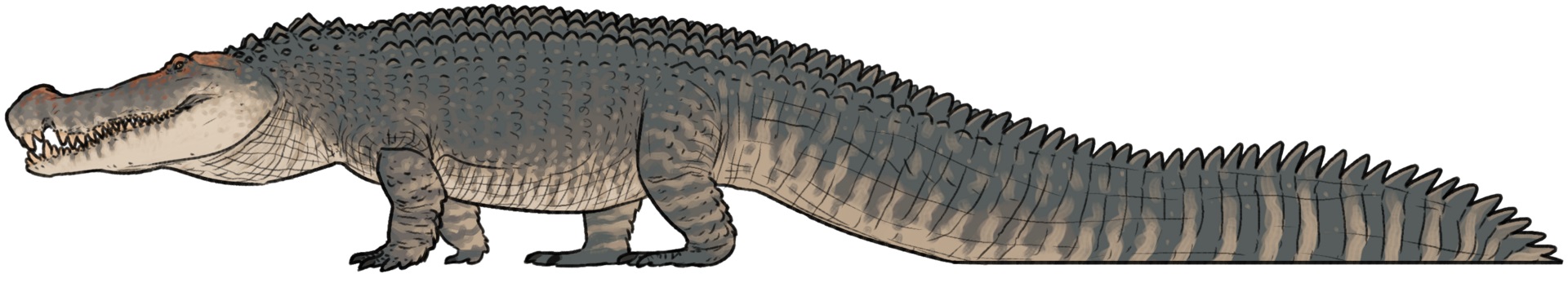 Přibližný tvar těla deinosucha (zde zástupce typového druhu D. hatcheri), obřího příbuzného dnešních aligátorů a kajmanů. Tento krokodýlí kolos zřejmě dosahoval délky přes 10 metrů a hmotnosti kolem 5 tun. Kredit: Connor Ashbridge; Wikipedia (CC BY-S