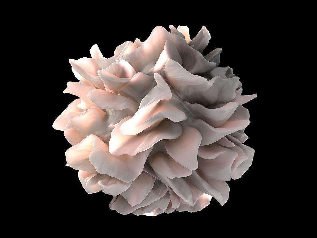 Umělecké ztvárnění dendritické buňky. Dendrity (výběžky) buněk spadajících do kategorie lymfocytů a původem z kostní dřeně, jsou jinými výběžky, než na jaké jsme zvyklí u nervových buněk. Tyto se podobají spíše listům poskládaným na povrchu buněčné m
