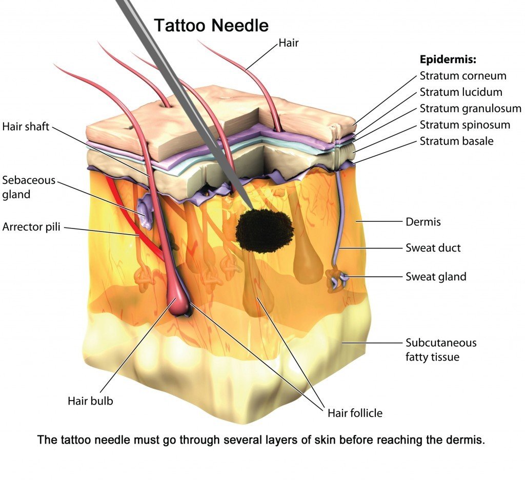 Barvivo je při tetování potřeba dopravit až do škáry. (Kredit: Scienceabc.com)