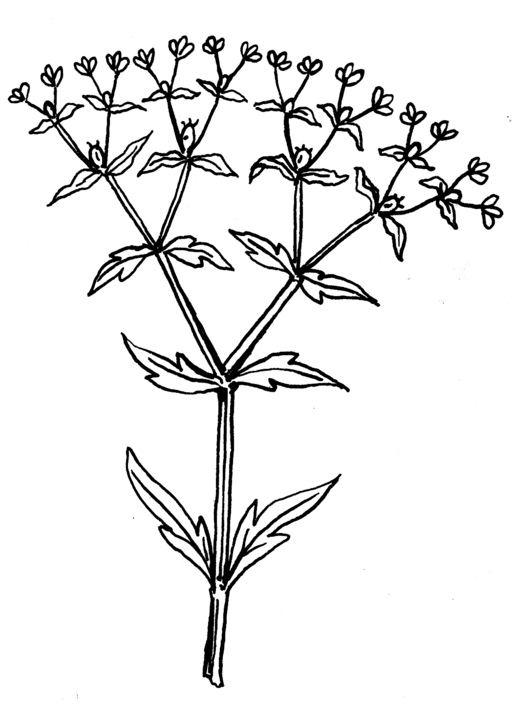 Dichotomie jako růstová strategie rostliny. Kredit: Pearson Scott Foresman, Wikimedia Commons. Public domain.