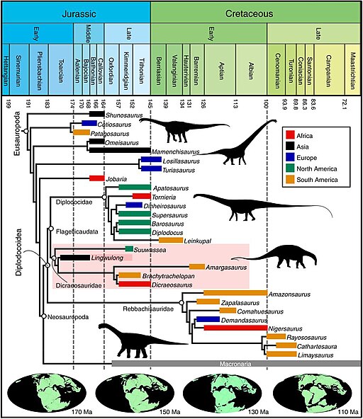 Chronologicky kalibrovaný evoluční strom skupiny Eusauropoda. Xing Xu et al. Kredit: Levi bernardo, Wikimedia Commons. Licence CC 4.0.