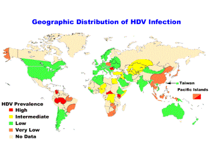 Epidemiologie hepatitidy D. Kredit CDC