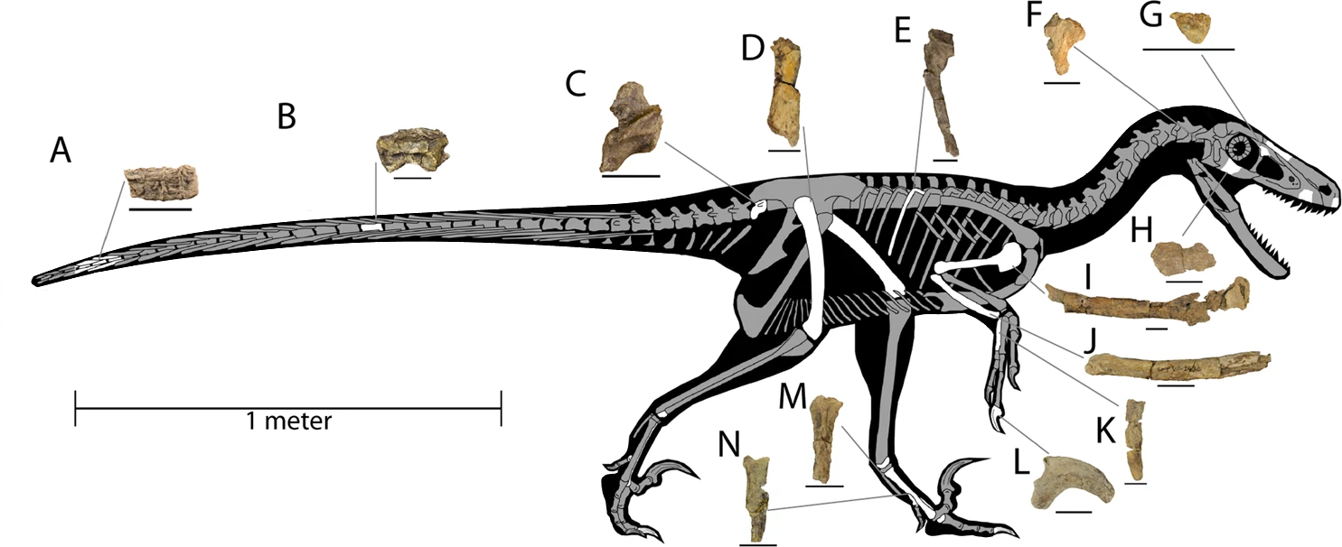 Kosterní diagram zobrazující dochované části skeletu nového dromeosaurida (označené bíle). Dineobellator byl středně velký velociraptorin, dosahující délky kolem 2,5 metru a hmotnosti zhruba 20 až 40 kilogramů. I přes své menší rozměry byl však nepoc