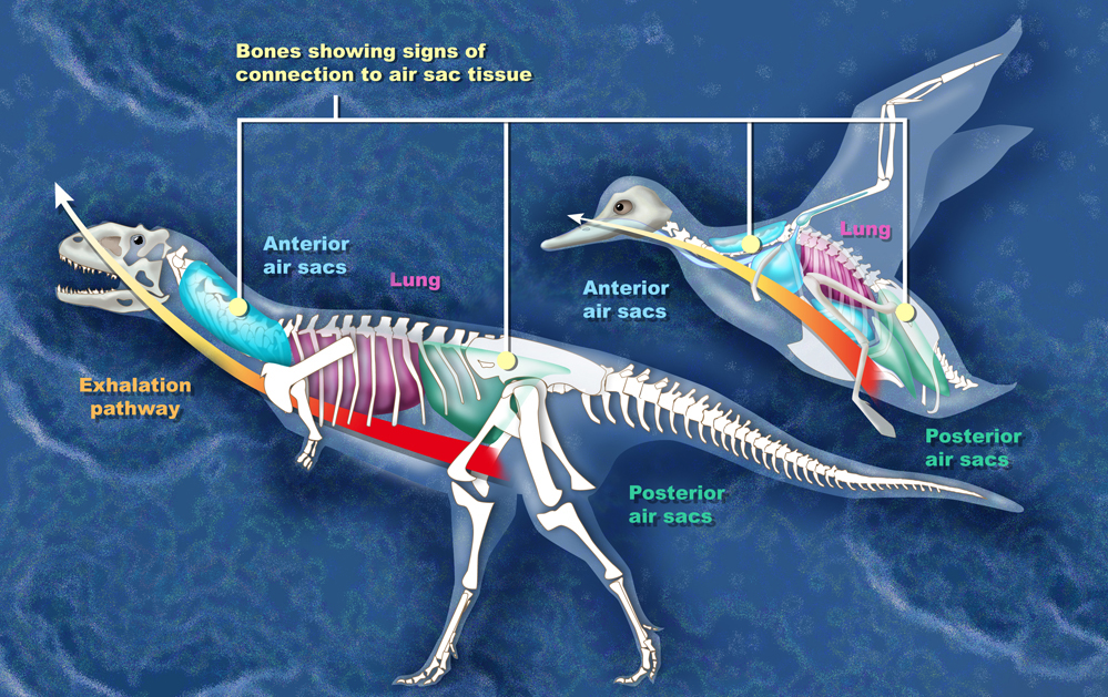 Systém vzdušných vaků u recentního ptáka a u abelisauridního teropoda majungasaura z pozdní křídy Madagaskaru. Dutiny v kostech a další anatomické znaky nasvědčují tomu, že přinejmenším druhohorní teropodi byli vysoce aktivní tachyenergetičtí obratlo