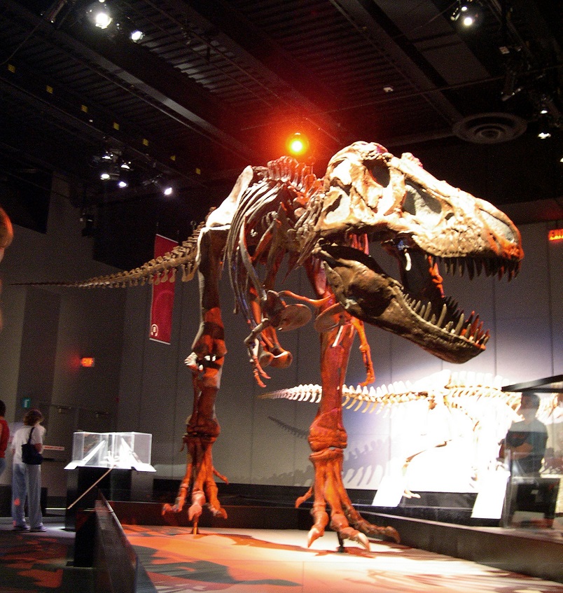 Tyrannosaurus rex byl jedním z nejlepších „strojů“ na zabíjení, jaké kdy příroda na souši stvořila. Nová studie přinášející odhady síly čelistního stisku tuto skutečnost nepochybně podporuje. Tlak na korunkách zubů činil až přes 30 tun, což odpovídá 