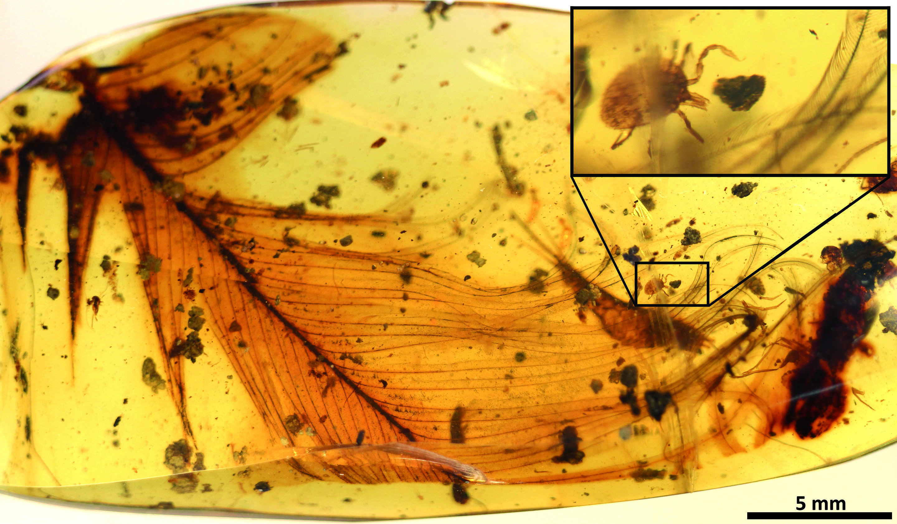 Nasáté klíště se dinosauřího peří drží už sto milionů let. Kredit:  Pe?alver et al.: Ticks parasitised feathered dinosaurs as revealed by Cretaceous amber assemblages. Nature Communications,Open access.