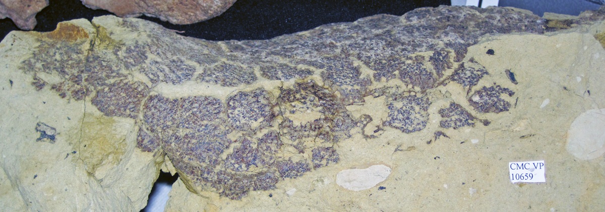 Fosilní otisky kůže jednoho ze zkoumaných juvenilních jedinců diplodokidních sauropodů, objevených v lokalitě Mother’s Day Quarry. Nese označení CMC VP 10659 a v současnosti je uložen ve sbírkách instituce Museum of Natural History and Science (Muzeu