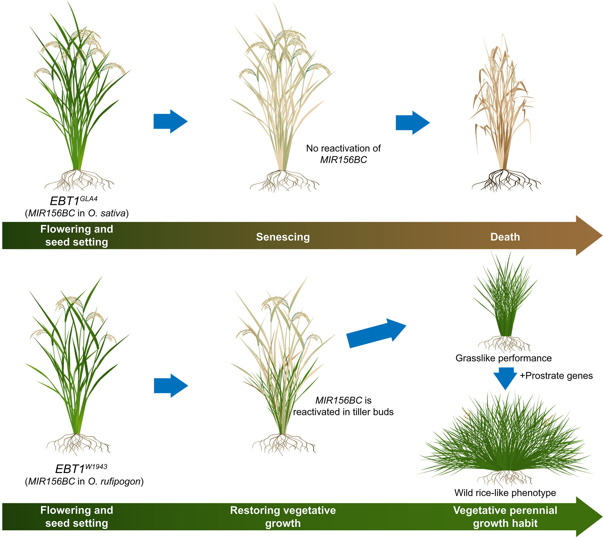 Jednoletá a vytrvalá rýže. Kredit: Dai et al. (2026), Science.