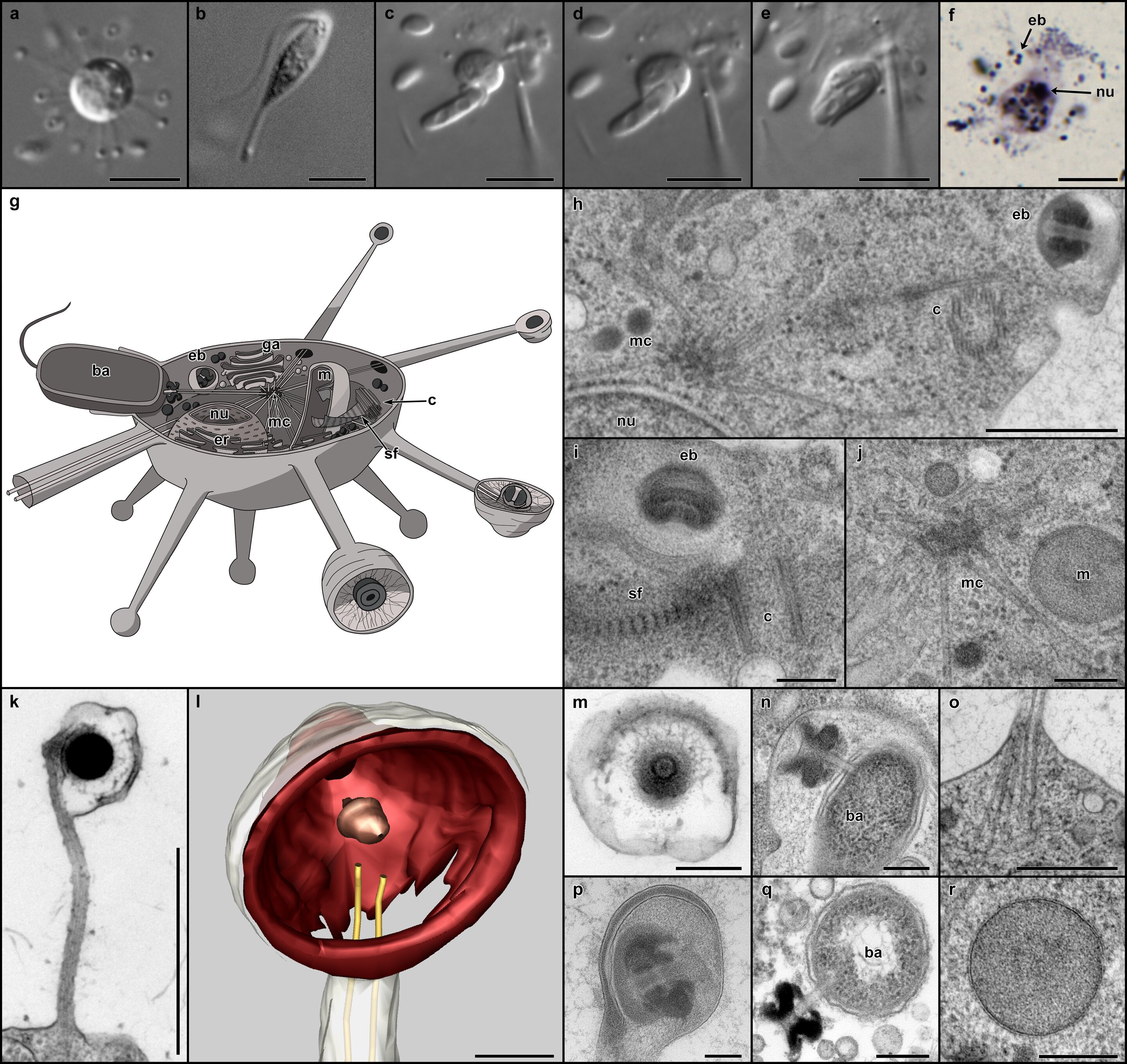Podivuhodný solarion. Kredit: Charles University / Valt et al. 2025.
