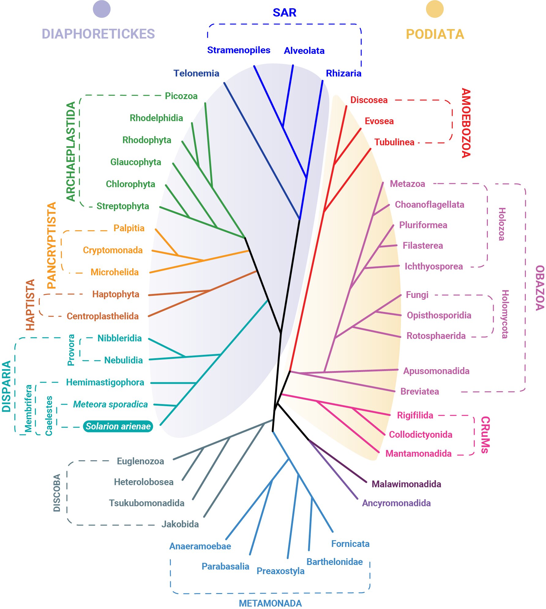 Fylogeneze eukaryot s linií Disparia. Kredit: Charles University / Valt et al. 2025.