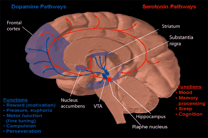 Nucleus accumbens, centrum potÄ›ĹˇenĂ­ a zĂˇvislosti, si propojenĂ­m s oblastĂ­ striatum a  frontĂˇlnĂ­m lalokem, â€žsvou vĹŻliâ€ś dokĂˇĹľe prosadit. (Kredit: NIH)