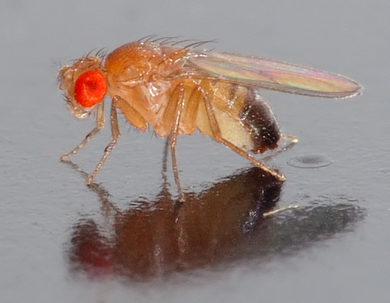 Octomilka obecnĂˇ (Drosophila melanogaster) se hojnÄ› vyuĹľĂ­vĂˇ v genetickĂ˝ch vĂ˝zkumech a patĹ™Ă­ ke klĂ­ÄŤovĂ˝m modelovĂ˝m organizmĹŻm vĂ˝vojovĂ© biologie. CelĂ˝ rod zahrnuje jeden a pĹŻl tisĂ­ce druhĹŻ liĹˇĂ­cĂ­ch se vzhledem, chovĂˇnĂ­m a zpĹŻs