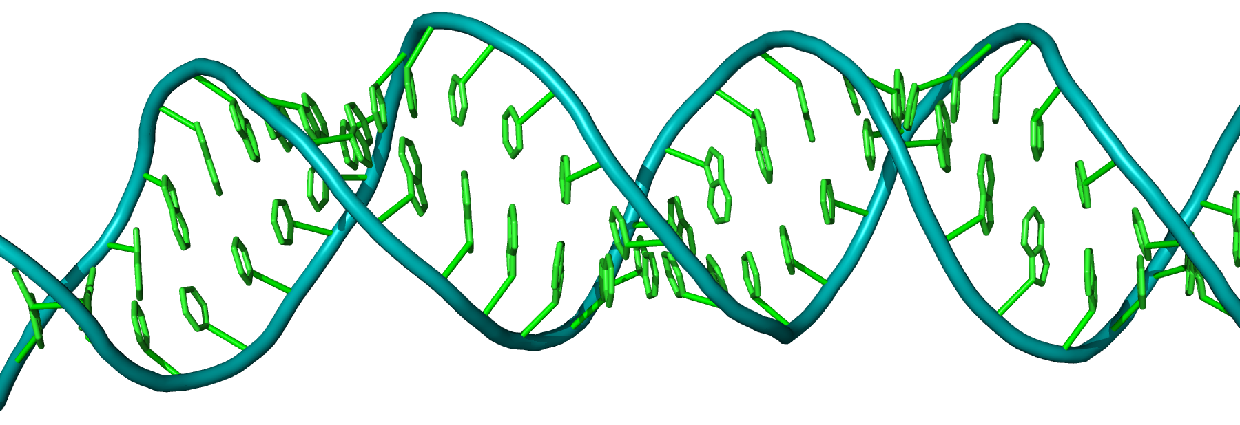 Dvouvláknová RNA tvořená polyuracilem a polyadeninem. (PDBID:1H1K). Kredit: Faskal, CC BY-SA 3.0