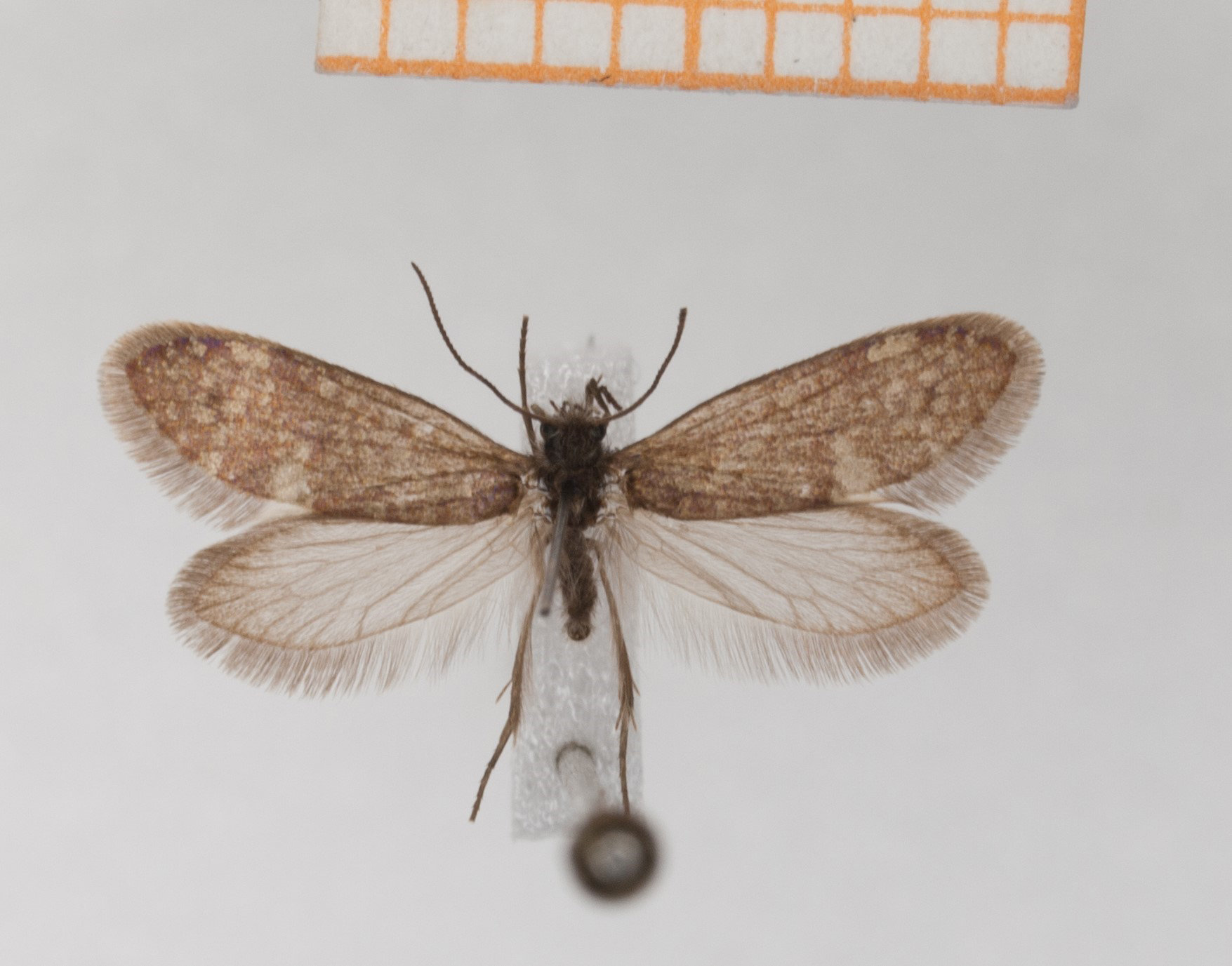 Typickým znakem motýlů (a můr) jsou dva páry vzdušnicemi protkaných křídel, která jsou pokryta drobnými šupinkami (squamulae). Šupinky pokrývají hustě rub i líc křídel a překrývají se jako tašky na střeše. Kredit: Hossein Rajaei