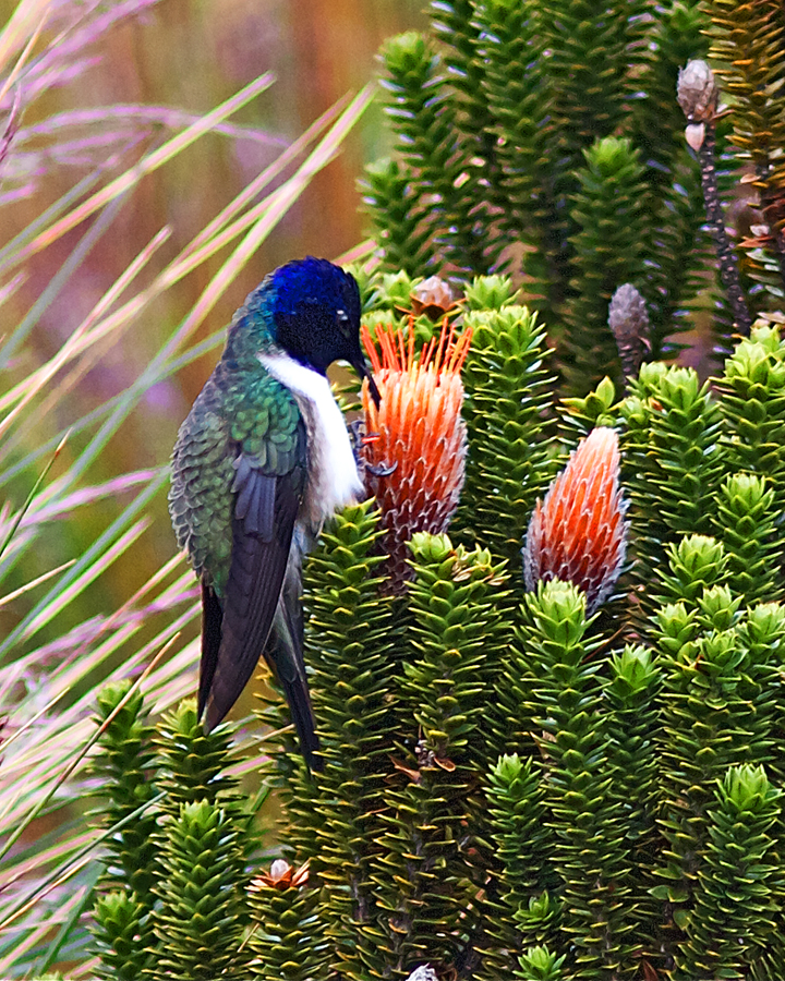 Živý drahokam vysokohorských And. Snímek je z ekvádorské chráněné rezervace Cayambe-Coca. Kredit: Joseph C Boone, Wikipedia.