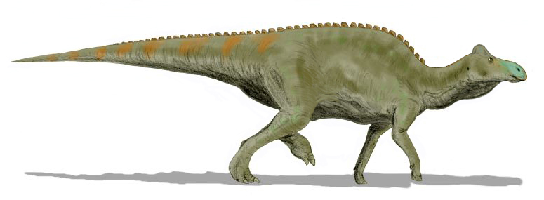 JednĂ­m z poslednĂ­ch â€žpotvrzenĂ˝châ€ś neptaÄŤĂ­ch dinosaurĹŻ, kteĹ™Ă­ nĂˇm po sobÄ› zanechali fosilnĂ­ doklady, byl nejspĂ­Ĺˇ hadrosaurid rodu Edmontosaurus. Tito velcĂ­ bĂ˝loĹľravci obĂ˝vali tehdejĹˇĂ­ pevninu Laramidie jeĹˇtÄ› pĹ™inejmenĹˇĂ­m nÄ