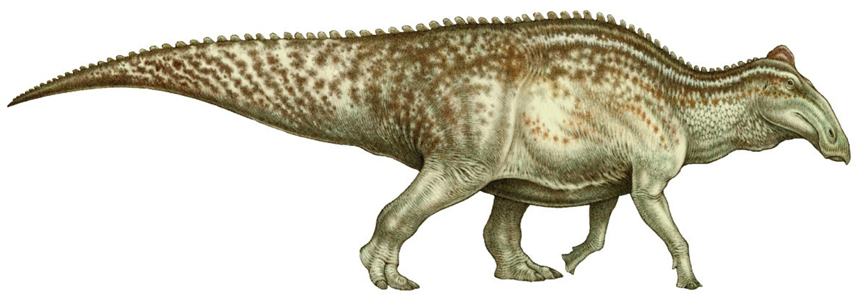 Výtvarná rekonstrukce kachnozobého dinosaura rodu Edmontosaurus. Je možné, že stehenní kost objevená v údajně již paleocenních vrstvách starých 65,7 až 65,9 milionu let patřila právě zástupci tohoto velmi úspěšného severoamerického hadrosaurida? Kred