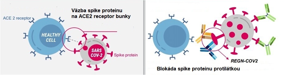 Ako protilátkové lieky znemožňujú vírusu SARS-2-CoV infikovať bunku: zablokujú spike proteíny, ktorými sa viaže na ACE2 receptor bunky.