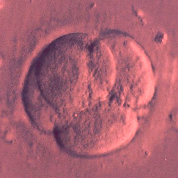 Embryo. Kredit: CC0 Public Domain.