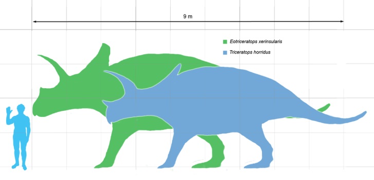 Grafické srovnání ukazuje, jak velcí byli zástupci dvou největších známých druhů rohatých dinosaurů v porovnání s dospělým člověkem o výšce 1,8 metru. Zeleně je zobrazen Eotriceratops xerinsularis, modře jeho o trochu menší pravděpodobný evoluční pot