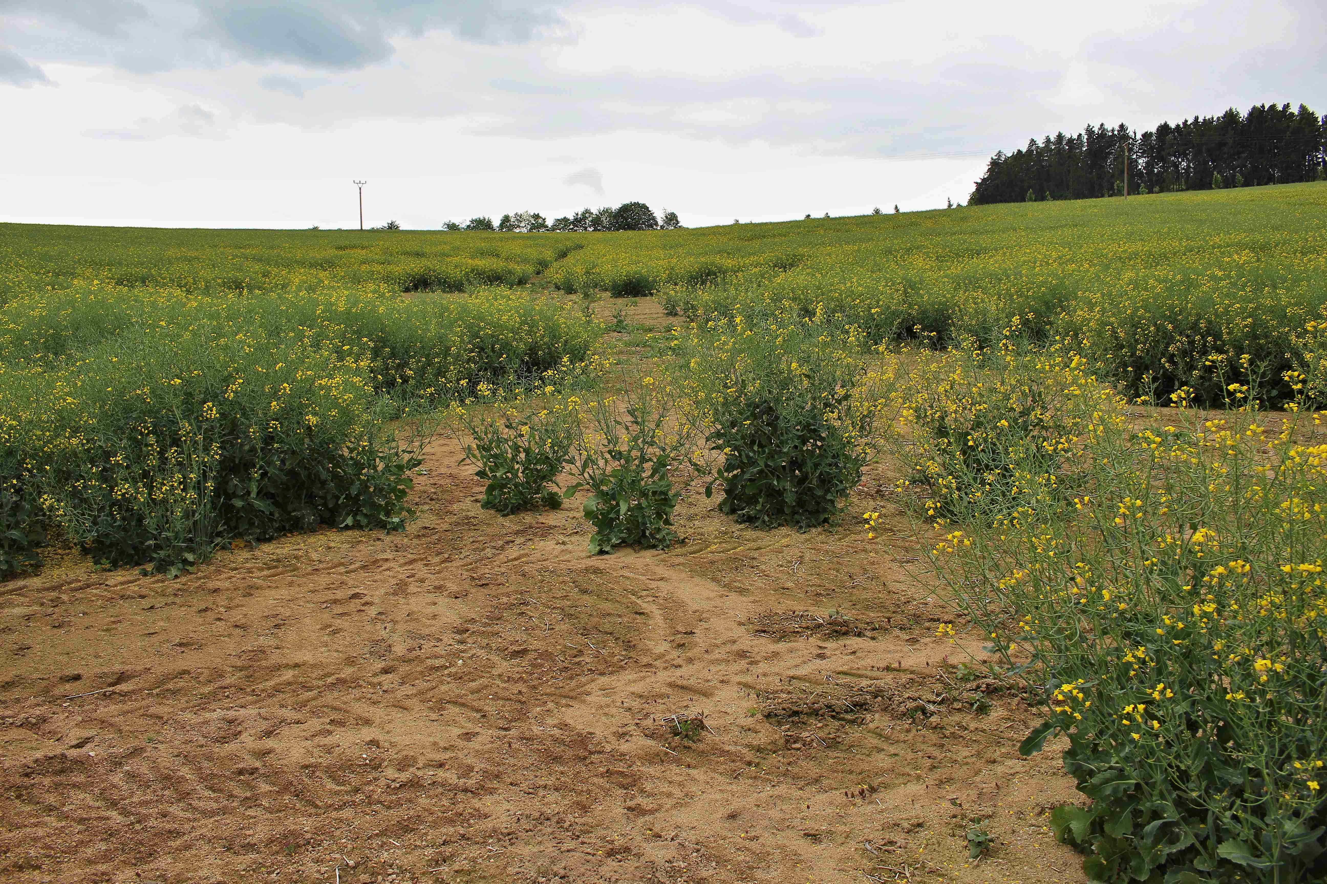 Svah a nesprávná agrotechnika + řepka = eroze. (Kredit: autor textu)