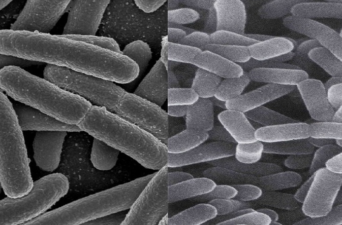 Ĺ˝ivĂ© Escherichie coli (vlevo) spolu s laktobacily byly hlavnĂ­mi hrĂˇÄŤi v podĂˇvanĂ©m probiotiku. ProspÄ›ly k rozvoji dalĹˇĂ­ch stĹ™evnĂ­ch bakteriĂ­.