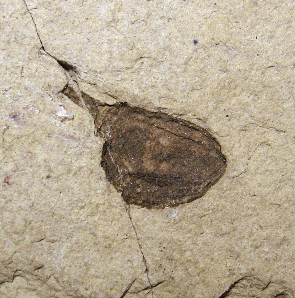 Plod gumojilmu Eucommia montana z eocénu, Severní Amerika. Kredit: Kevmin, Wikimedia Commons, CC BY-SA 4.0.