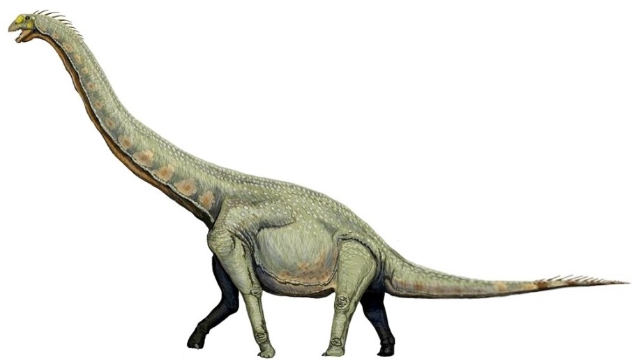 Vůbec prvním druhohorním dinosaurem, objeveným a vědecky zkoumaným na území Číny, je titanosauriformní sauropod Euhelopus zdanskyi. Tento asi 15 metrů dlouhý býložravec byl formálně popsán roku 1929, ačkoliv jeho fosilie byly objeveny již o šestnáct 