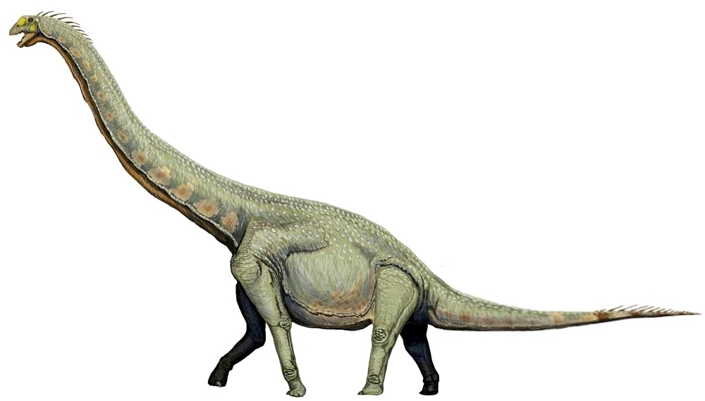 Rekonstrukce vzezření sauropodního dinosaura druhu Euhelopus zdanskyi. Podobně nejspíš vypadal i jeho evoluční příbuzný, euhelopodidní sauropod Tambatitanis amicitiae, jehož fosilie byly objeveny nedaleko vrstrvy s nejmenšími dinosauřími vajíčky svět