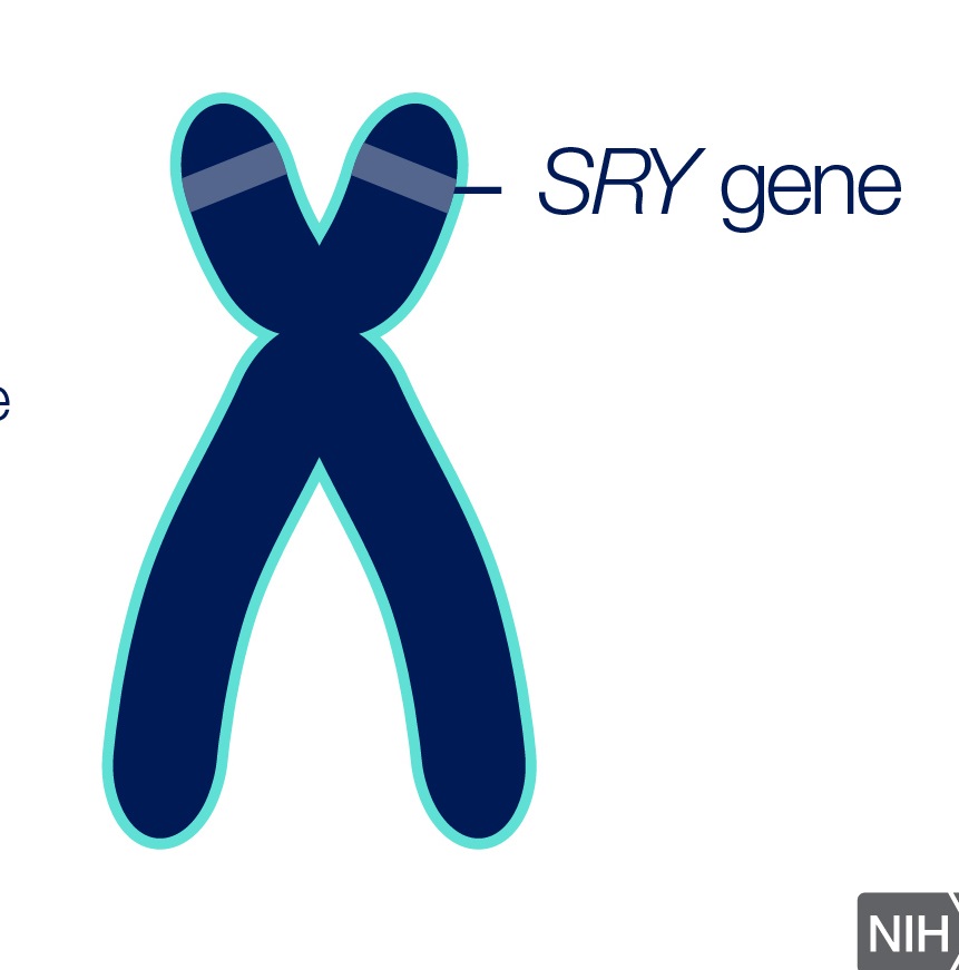 Pohlavní chromozom s genem SRY býval považován za dostačující podmínku pro vývoj pohlaví. Testy prokazující jejich přítomnost se u lidí považovaly za průkaz, zda je osoba mužem nebo ženou. Již to neplatí.