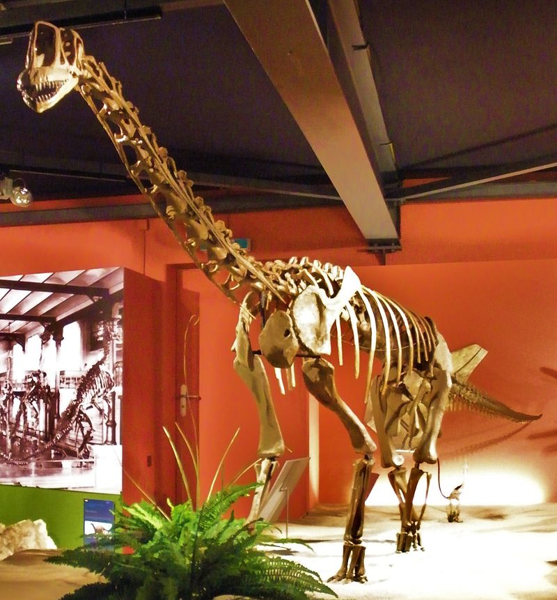 Rekonstruovaná kostra dospělého europasaura. Na poměry současné přírody se jednalo o velké suchozemské zvíře, dosahující hmotnosti nosorožce. Na poměry sauropodních dinosaurů šlo ale o pouhého trpaslíka, který vážil přibližně 30 až 60krát méně, než j