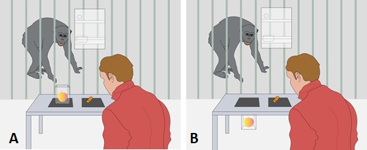Schematický nákres uspořádání v prvním experimentu (A), kdy šimpanz i ošetřovatel věděli o jablku pod plastovou krabičkou, ale tu někdy nebylo možné otevřít. Ve druhém experimentu (B) bylo jablko v průhledné krabičce pod deskou stolku a ošetřovatel o