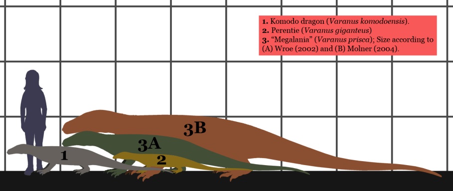 Velikostní porovnání megalanie a některých dnešních varanů. Nejvyšší odhady kladou pravěkému ještěrovi délku až kolem 8 metrů a hmotnost blížící se dvěma tunám. Pravděpodobnější rozměry činí na základě dosud objevených fosilií poněkud méně – délku me