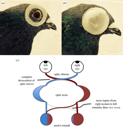 SuchĂ˝ zip nalepenĂ˝ okolo oÄŤĂ­ holuba dovoloval zakrĂ˝vat ĹľĂˇdnĂ©, jedno, nebo druhĂ© oko. Spolu s baĹĄĹŻĹľkem s GPS zaznamenĂˇvajĂ­cĂ­m zmÄ›nu trasy pokus dovoli zjistit, jak holubĂ­ mozek funguje a Ĺľe uklĂˇdĂˇnĂ­ dat a nĂˇslednĂˇ dostupnost inf