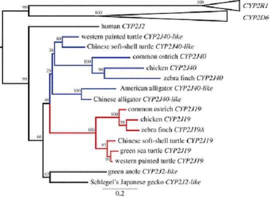 PĹ™Ă­tomnostĂ­ stejnĂ©ho genu u rĹŻznĂ˝ch druhĹŻ zvĂ­Ĺ™at se dajĂ­ stopovat klikatĂ© cestiÄŤky dĂˇvnĂ© evoluce. (Kredit: Hanlu Twyman, University of Cambridge, 2016)