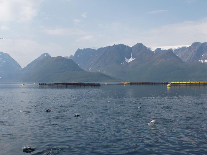 I tato lososĂ­ farma v NorskĂ©m fjordu produkuje velkou ÄŤĂˇst ryb silnÄ› nahluchlĂ˝ch. Kredit: Tim Dempster (University of Melbourne)