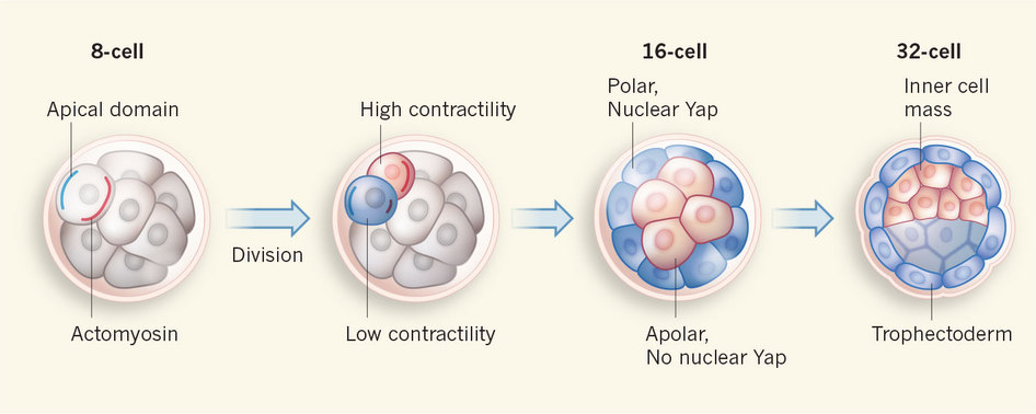 ObrĂˇzek 1: DÄ›lĂ­cĂ­ se embryo v dobÄ› nÄ›kolika dnĂ­ po oplozenĂ­. JiĹľ blastomery 8-bunÄ›ÄŤnĂ©ho embrya majĂ­ jasno, kterĂˇ jejich ÄŤĂˇst je budoucĂ­m embryoblastem a kterĂˇ bude trofoblastem. O vĹˇem rozhoduje schopnost kontraktility jednoho zÂ p