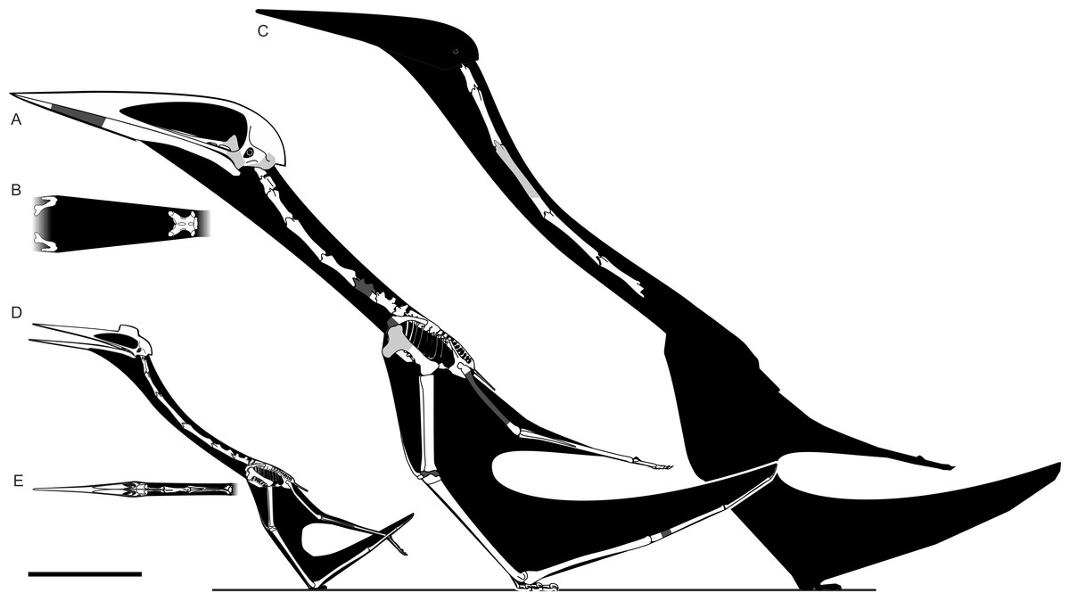 Diagram se siluetami tří obřích azdarchidních ptakoještěrů, rodu Quetzalcoatlus (D-E), Arambourgiania (C) a Hatzegopteryx (A-B). Na první pohled patrné je relativní zkrácení cervikální části páteře u rumunského rodu. Oproti svým příbuzným byl Hatzego