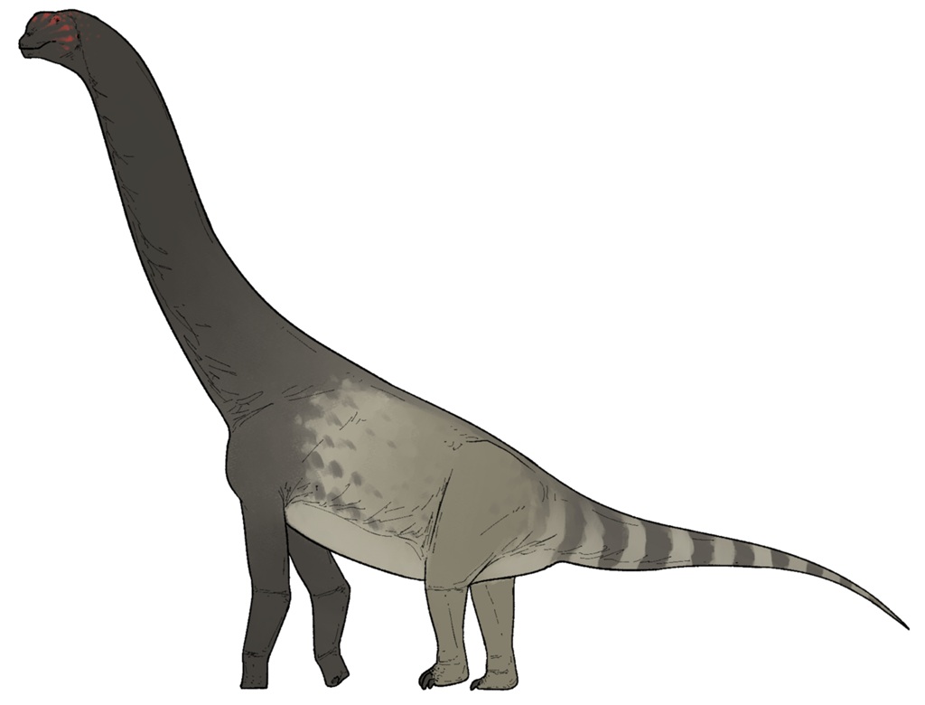 Hypotetická výtvarná rekonstrukce makronarijního sauropoda druhu Bicharracosaurus dionidei. Tento pozdně jurský příbuzný brachiosauridů (či přímo brachiosaurid) žil na území současné Argentiny v době před asi 157 miliony let a mohl vážit kolem 20 tun