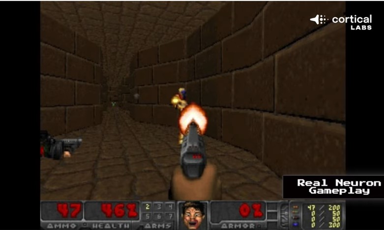 Neurony hrají Doom. Kredit: Cortical Labs / Youtube.