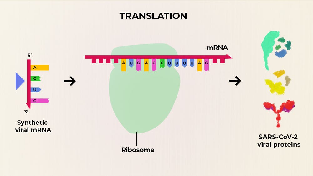 Schema fungování vakcíny připravované společností Moderna. Nejdůležitější je připravit syntetický kód (řetězec RNA), aby byl dostatečně stabilní a aby podle něj buňky svými ribozomy (uprostřed) ochotně produkovaly molekulu virového proteinu (vpravo).