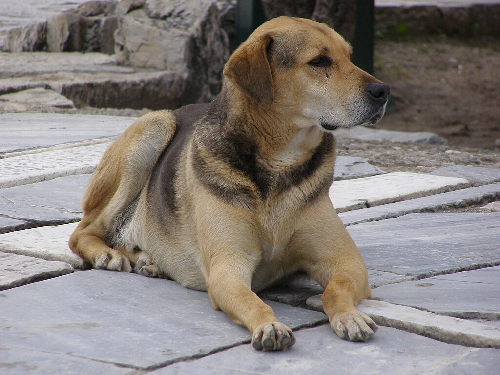 Tenhle vypadá, jako kdyby Akropoli spíše hlídal. Kredit: Andrzej Otrębski, Wikimedia Commons. Licence CC 3.0.